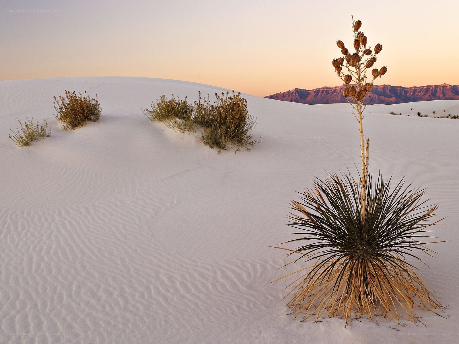 White Sands National Park