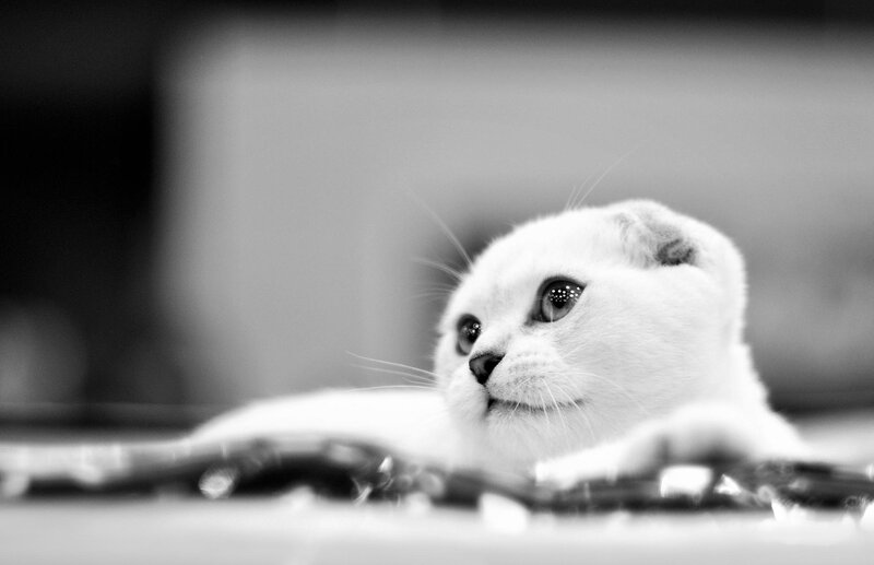 White Scottish Fold Cat