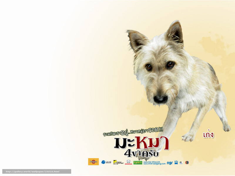 White Scruffy Dog