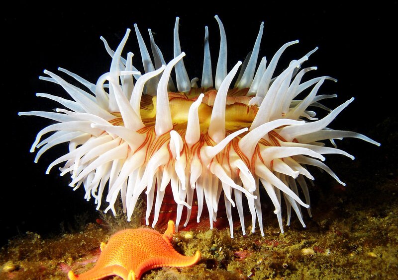 White Sea Anemone