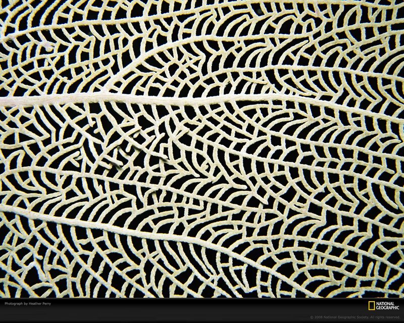 White Sea Fan Coral