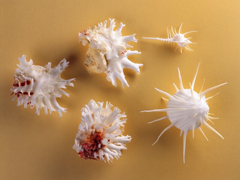 White sea shells on yellow
