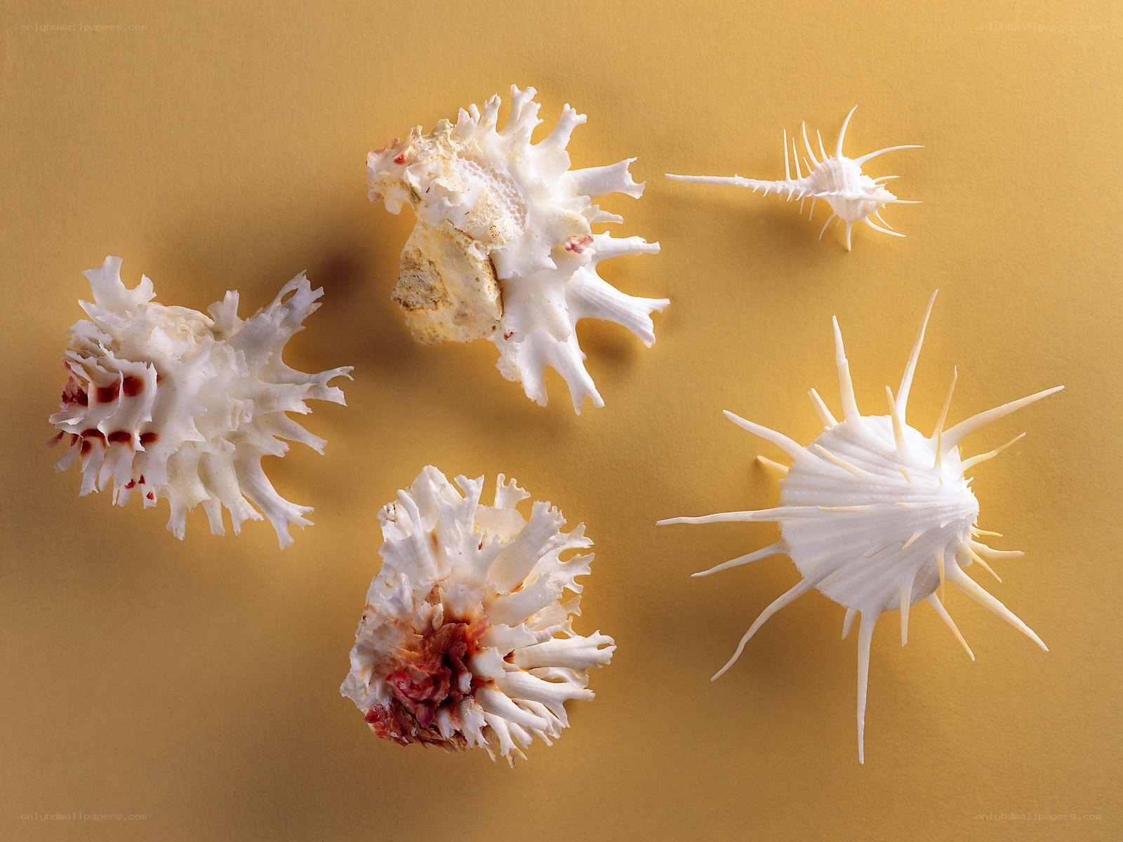 White sea shells on yellow