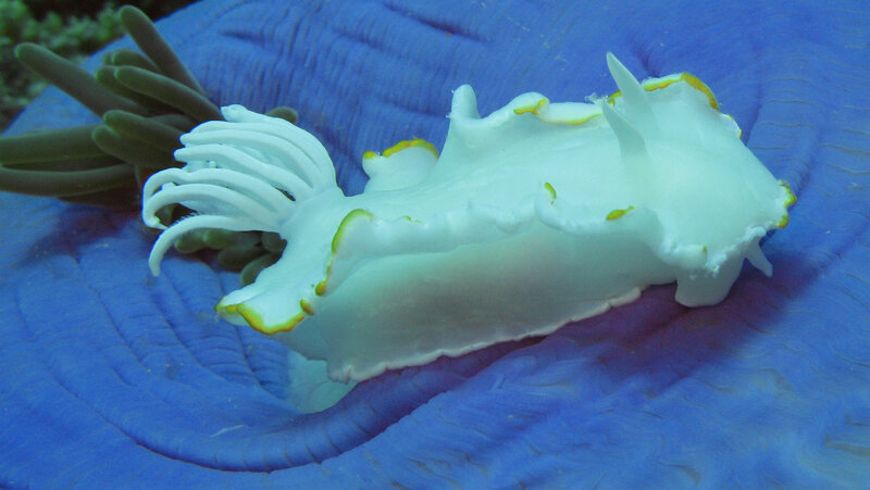 white sea slug on blue coral