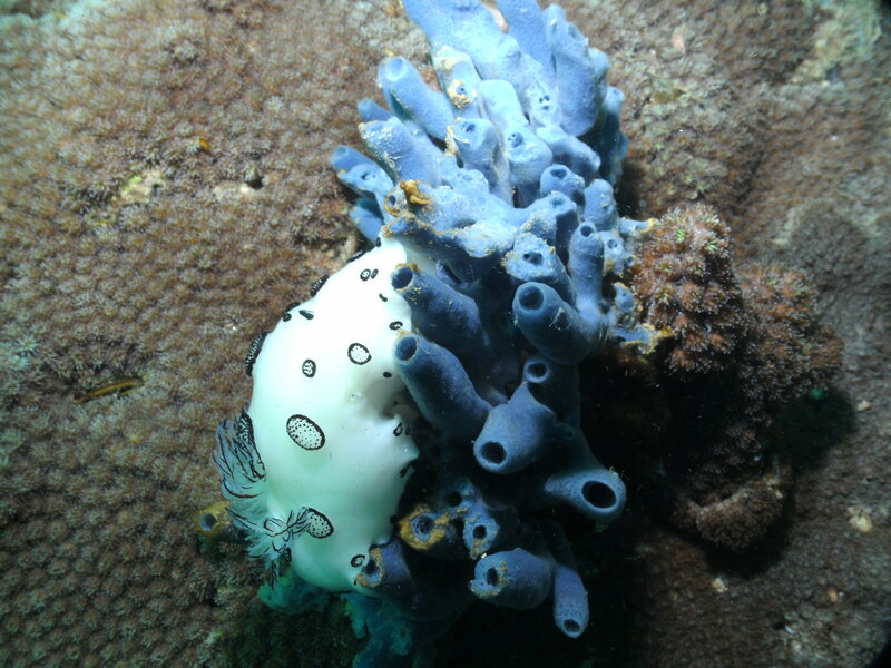 white sea slug on blue coral