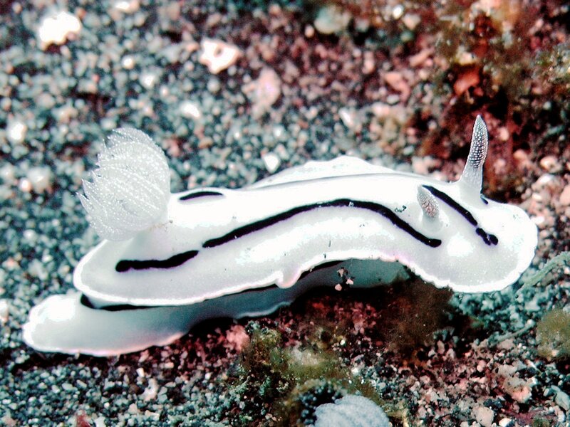 White sea slug with black stripes