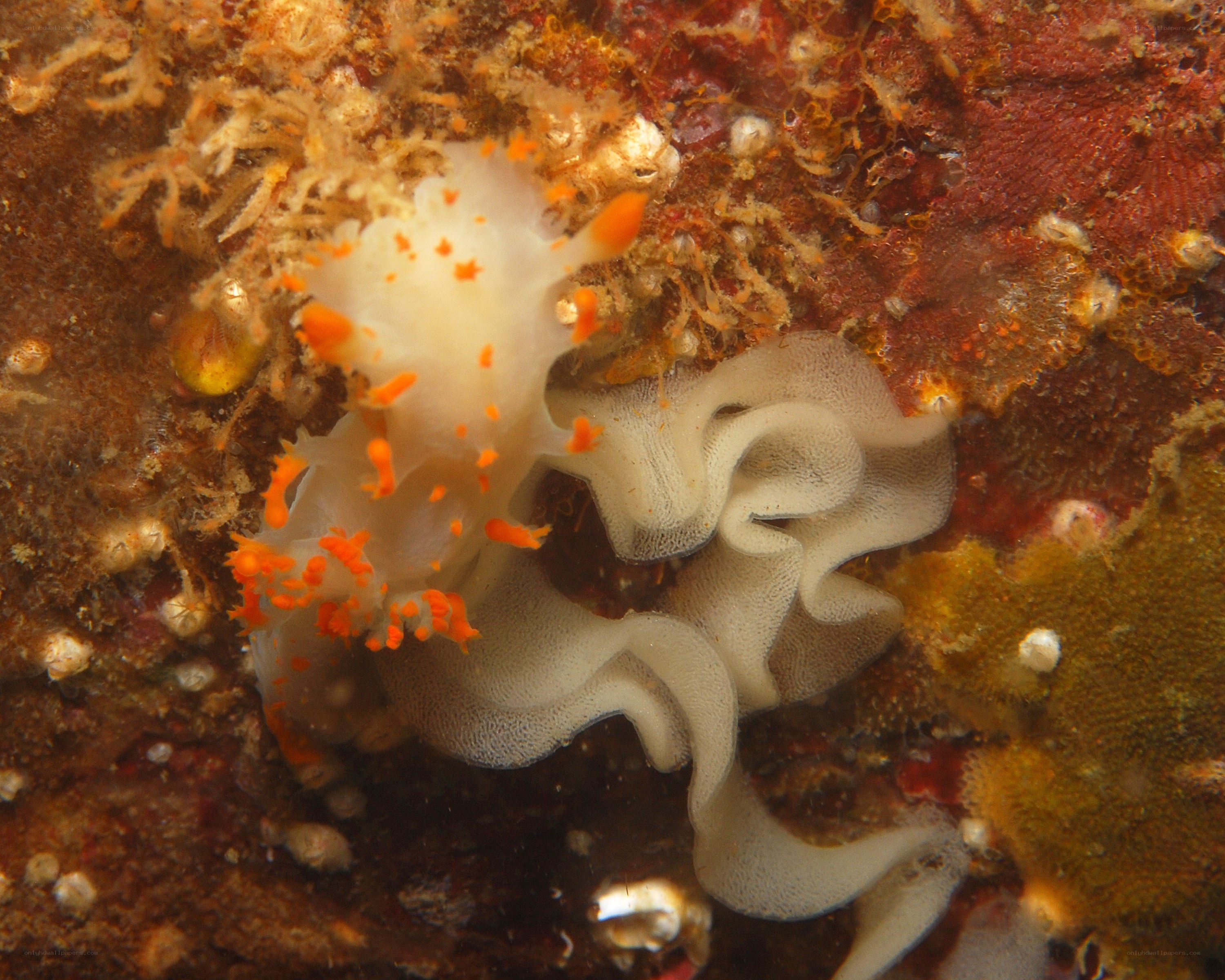 White sea slug with orange spots