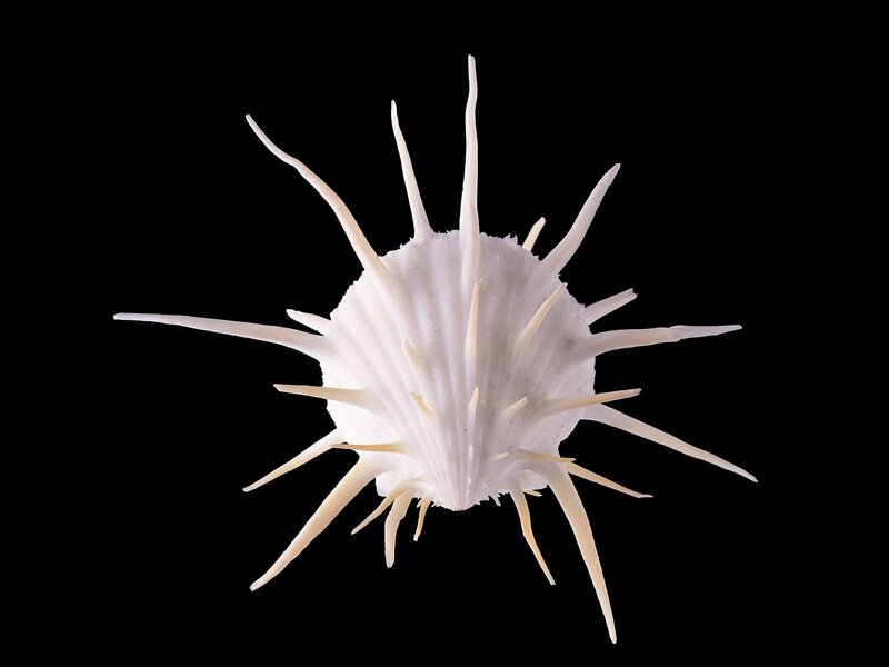 white sea urchin shell