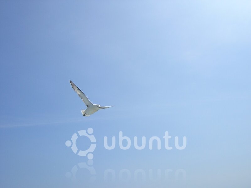 White Seagull Flying — Blue