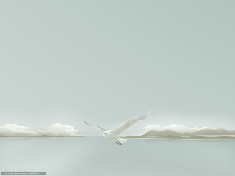 White Seagull Flying — Serene
