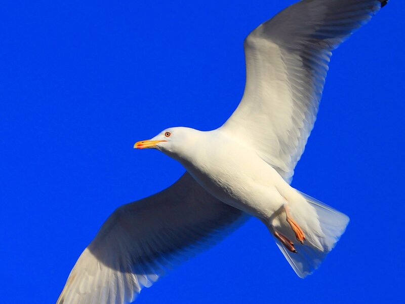 White Seagull in Flight — Blue, Dynamic