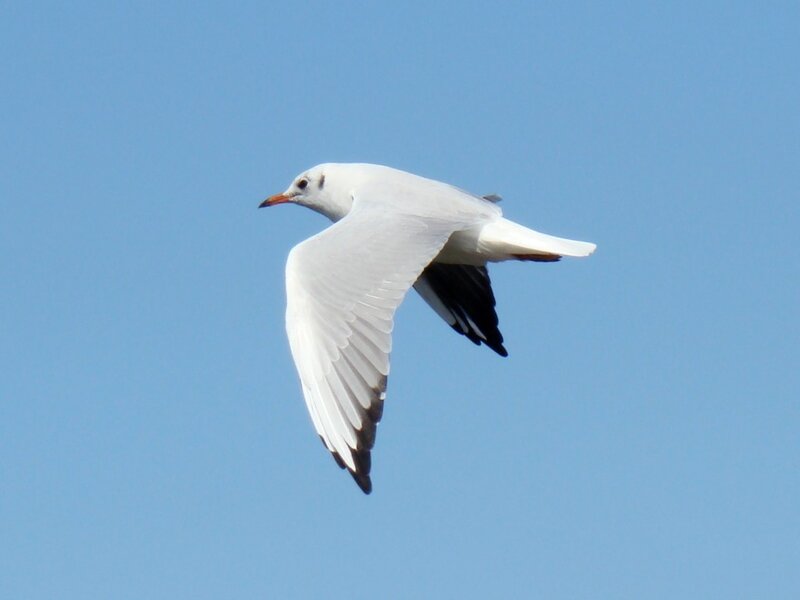 White Seagull in Flight — Blue, Serene, Afternoon