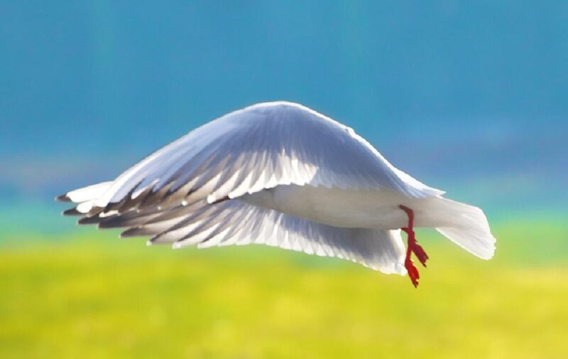 White Seagull in Flight — Blue