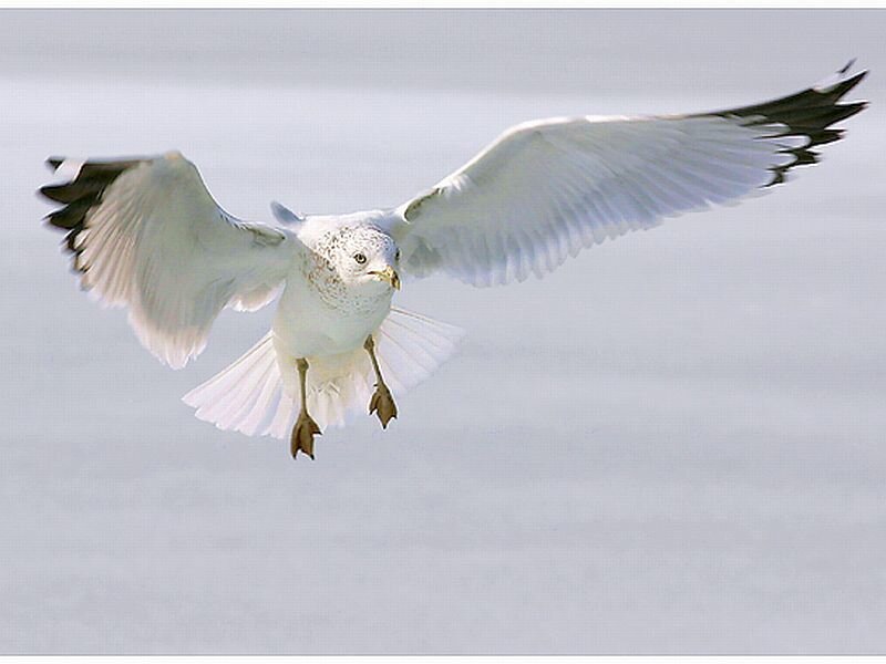 White Seagull in Flight — Calm