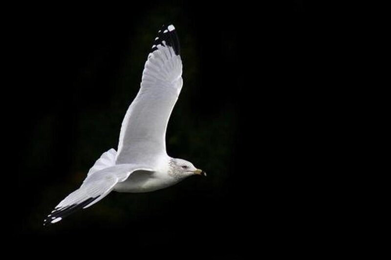 White Seagull in Flight — Dramatic