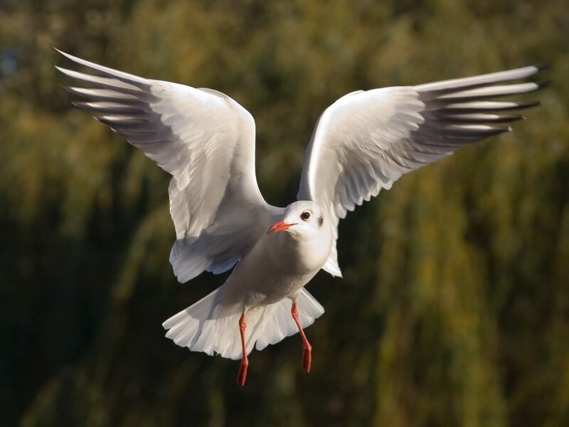 White Seagull in Flight — Dynamic, Afternoon, Photograph, Wings