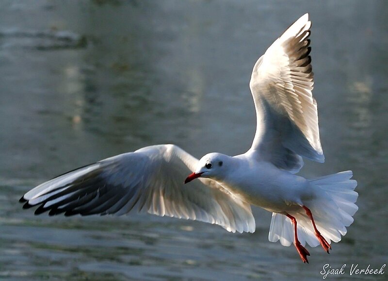 White Seagull in Flight — Dynamic, Afternoon