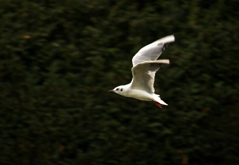 White Seagull in Flight — Dynamic, Photograph
