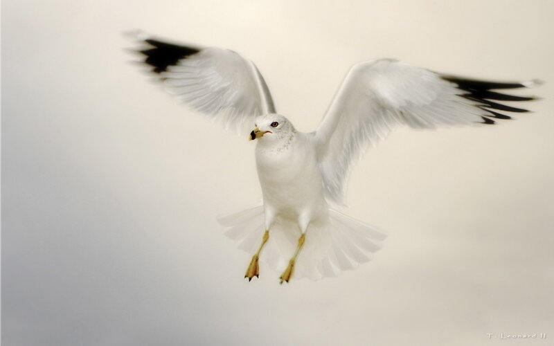 White Seagull in Flight — Dynamic, Photograph, Wings
