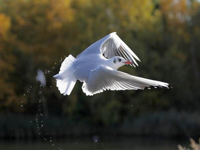 White Seagull in Flight — Dynamic