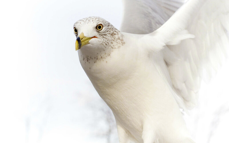 White Seagull in Flight — Focused