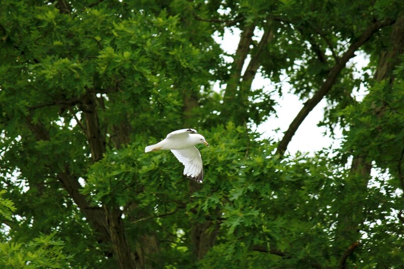 White Seagull in Flight — Green