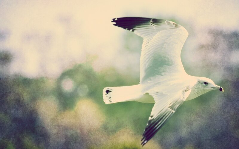 White Seagull in Flight — Serene, Photograph