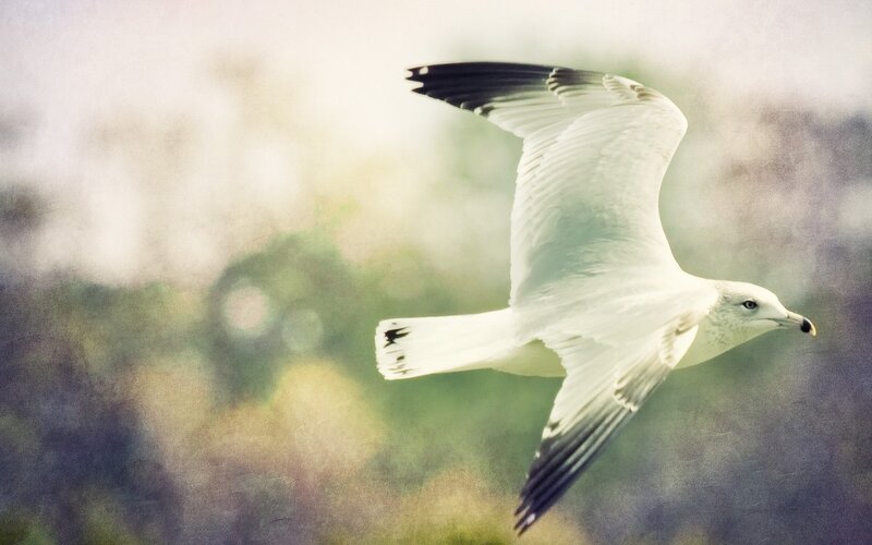 White Seagull in Flight — Serene