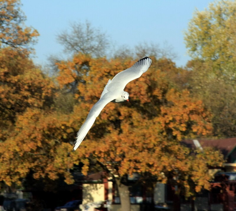 White Seagull in Flight