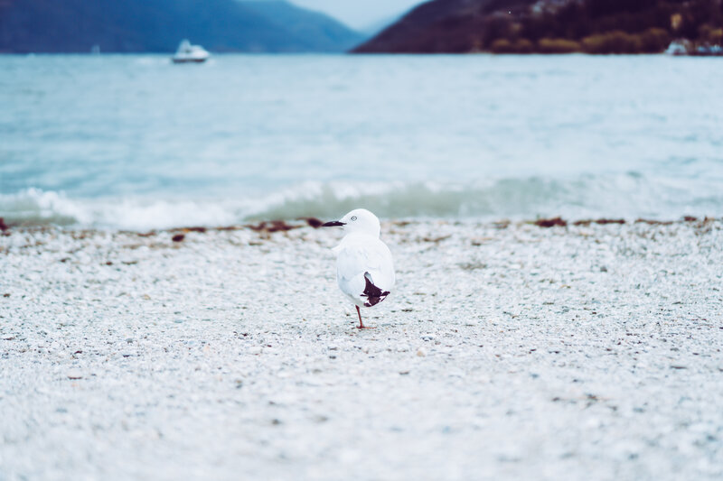 White Seagull on Beach