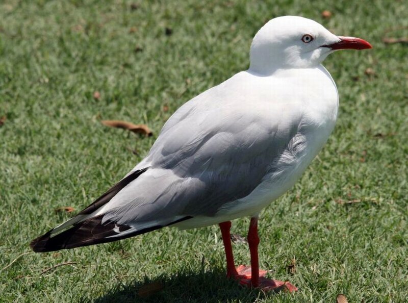 White Seagull on Grass