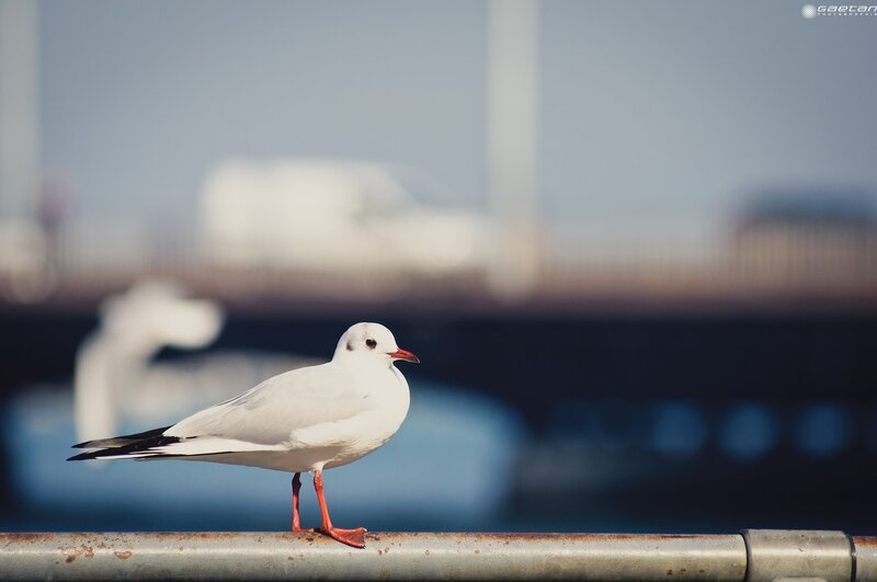 White Seagull on Rail