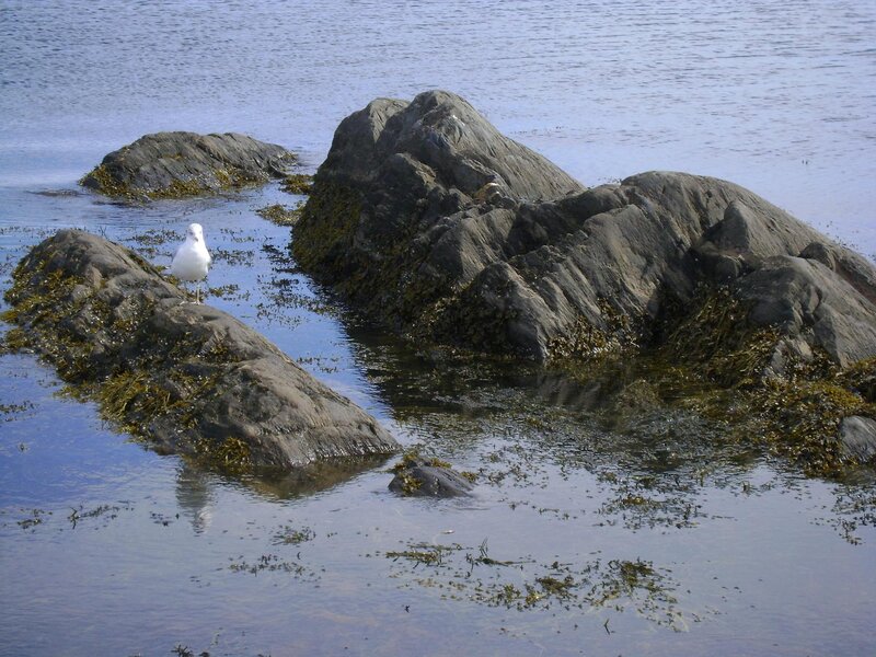 White Seagull on Rock — Blue