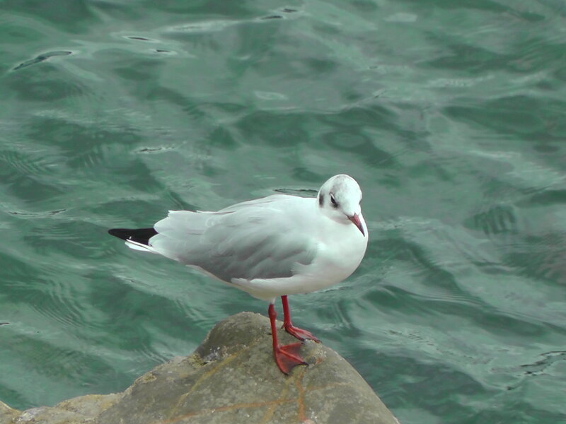White Seagull on Rock