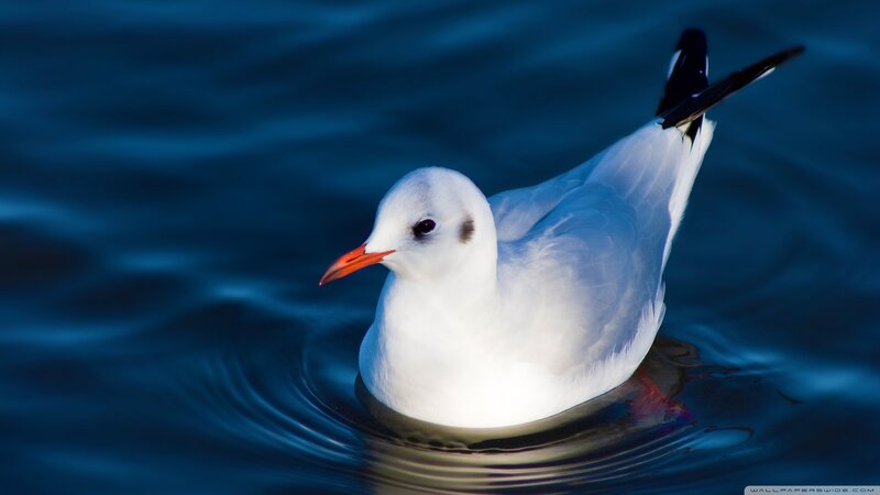 White Seagull on Water — Blue