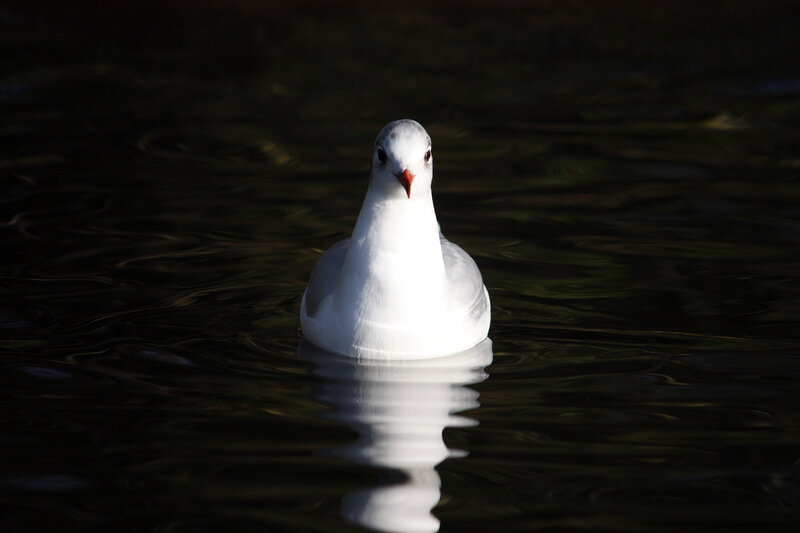 White Seagull on Water