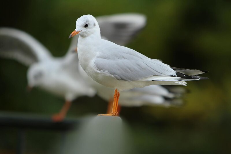 White Seagull Standing