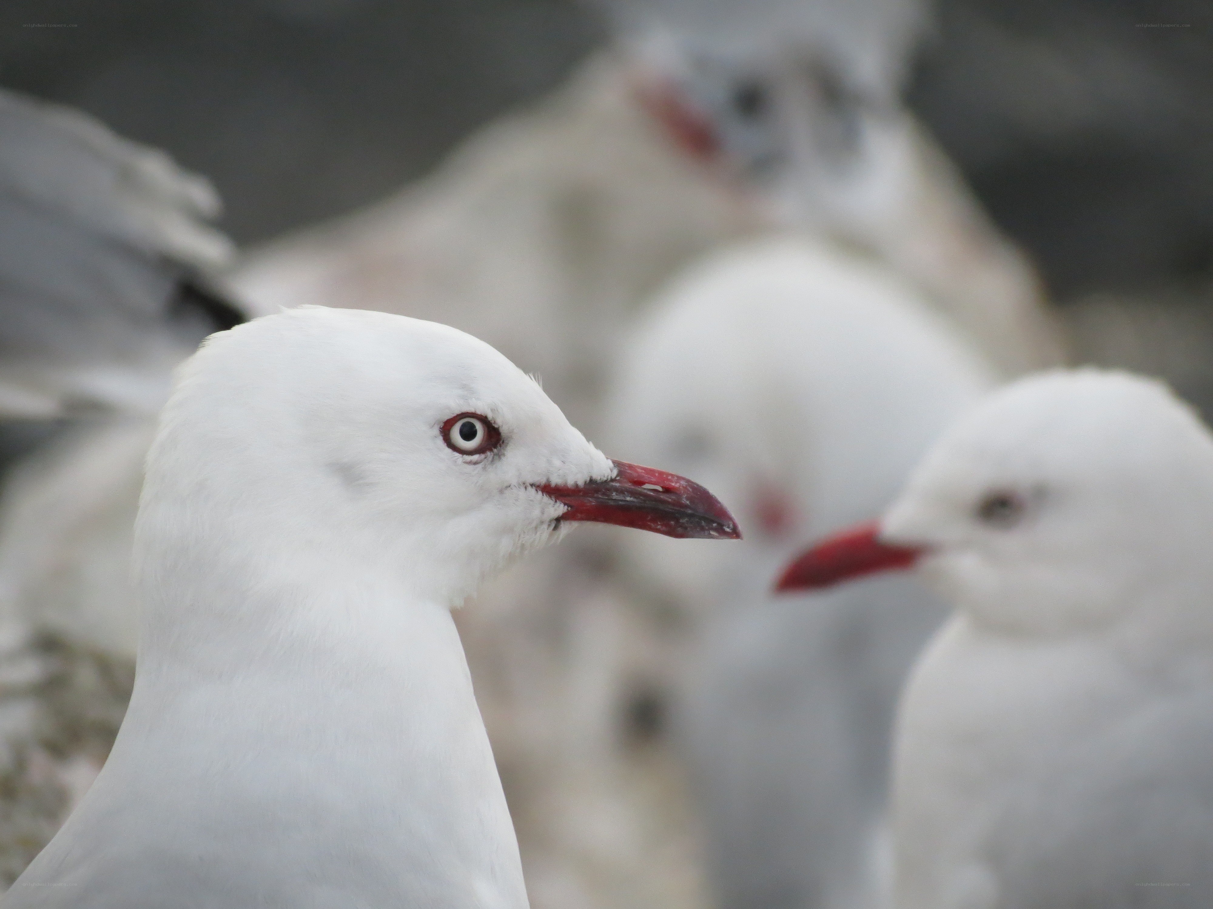 White seagulls in a flock
