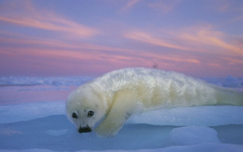 White Seal Pup — Blue