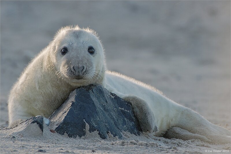 White Seal Pup — Calm, Morning