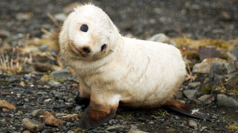 White Seal Pup — Calm, Photograph, Rocks
