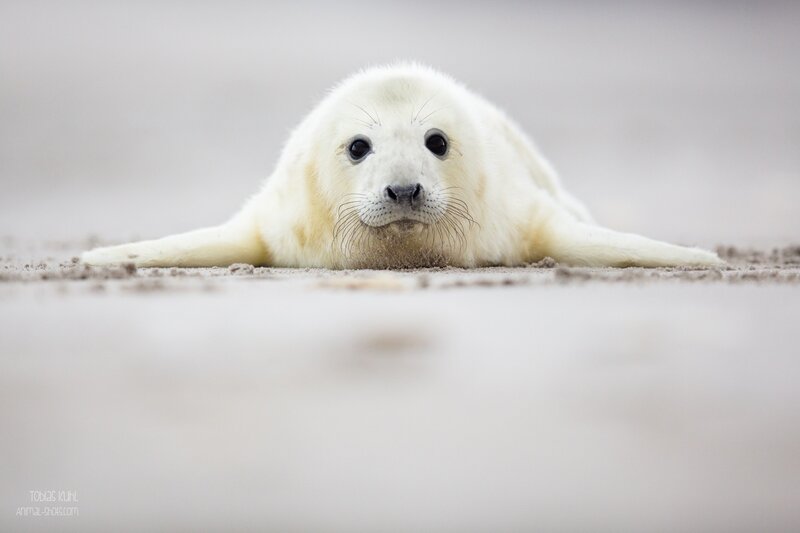 White Seal Pup — Calm, Photograph, Sand