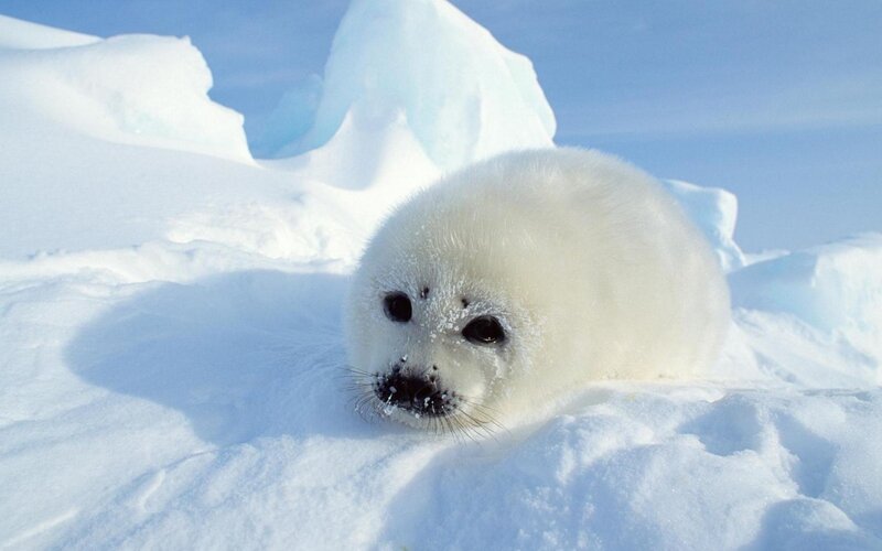 White Seal Pup — Calm, Sky