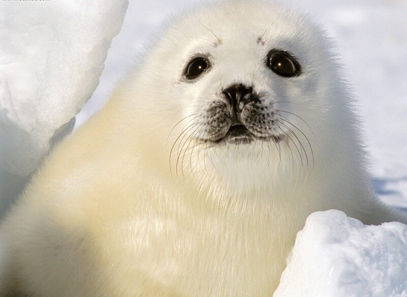 White Seal Pup — Calm