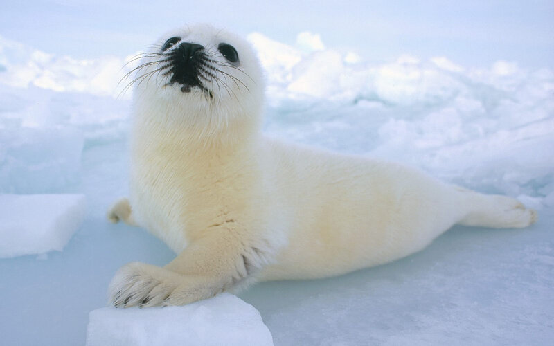 White Seal Pup — Calm, Winter, Photograph, Ice