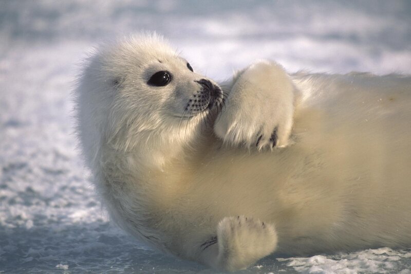 White Seal Pup — Calm, Winter, Photograph, Snow