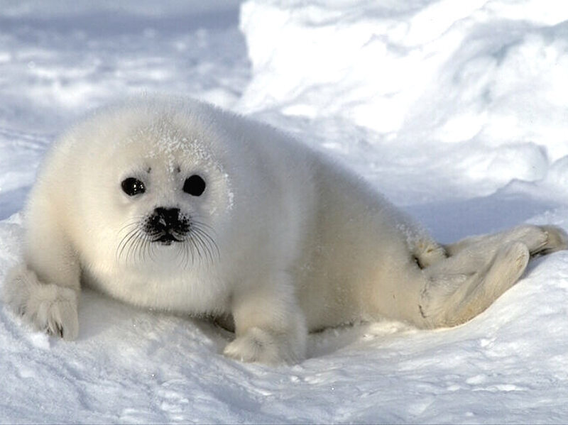 White Seal Pup — Calm, Winter, Photograph