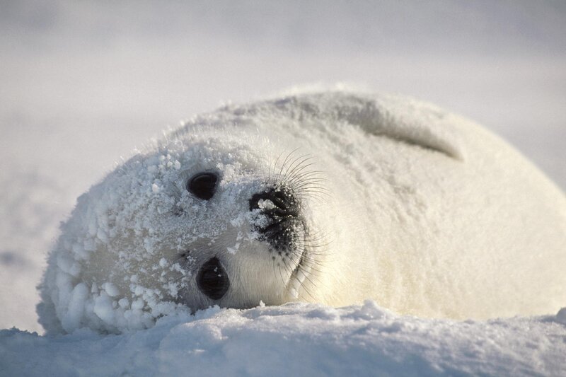 White Seal Pup in Snow — Calm, Winter, Photograph, Black