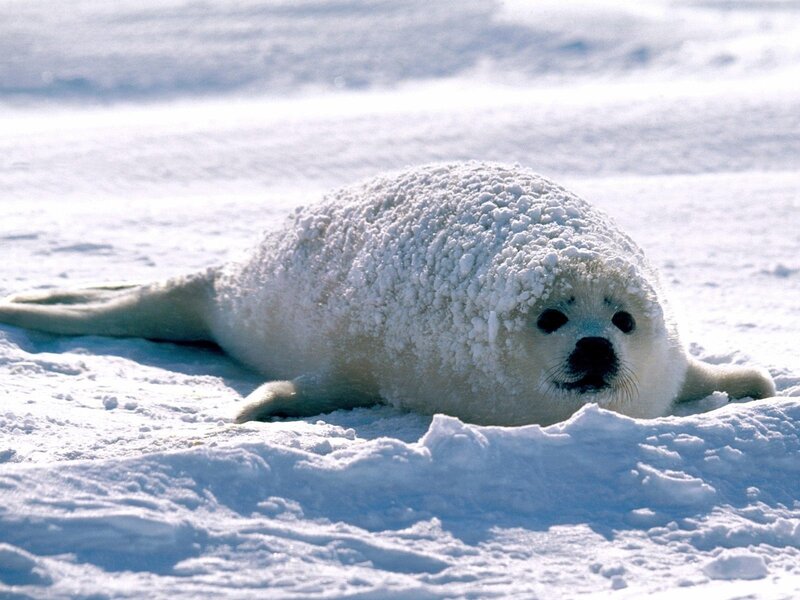 White Seal Pup in Snow