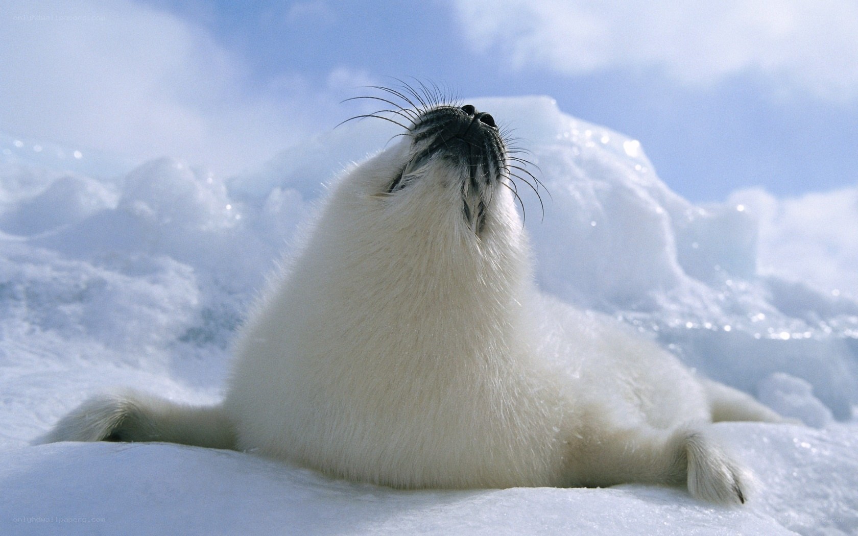 White seal pup on ice